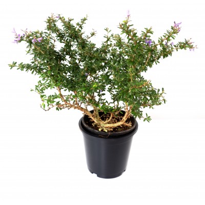Braya Plant - Desmodium Unifoliatum